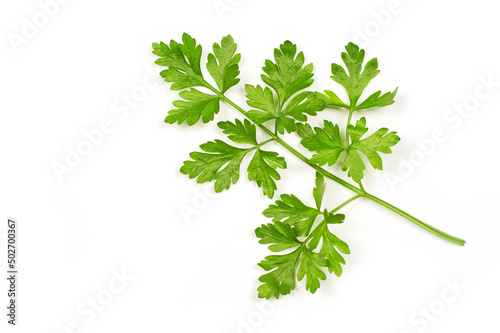 Parsley leaves close-up on a white background.
