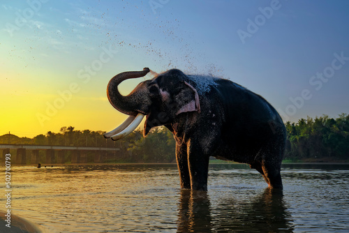 Elephant bathing on the southern banks of the Bharathapuzha river at Ottappalam, Kerala