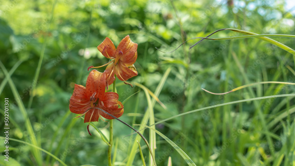 Fototapeta premium Bright orange flower Saranka Lilium Martagon on a background of soft green grass. Elegantly curved petals. Long stamens. Kamchatka.