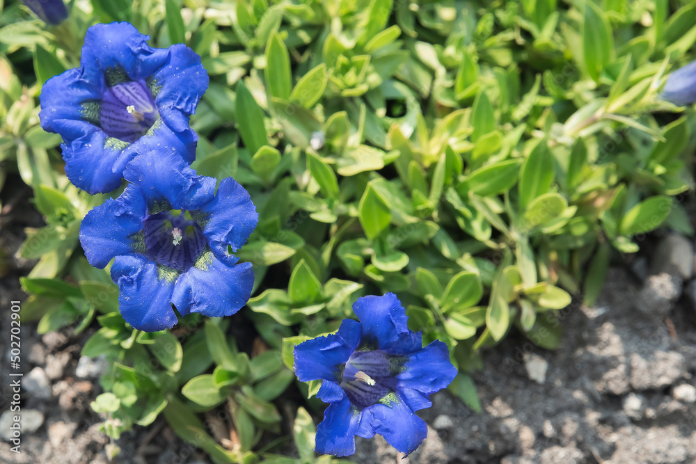 niebieskie kwiaty w kształcie dzwonków na tle zielonych liści - obrazy, fototapety, plakaty 