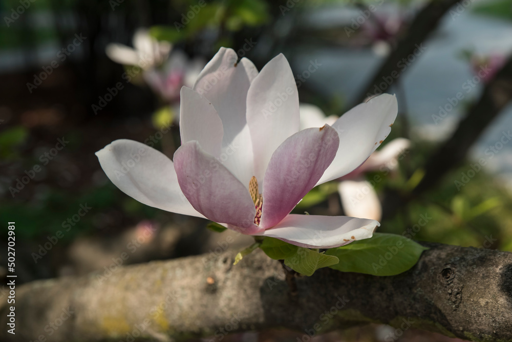 kwiat magnolii - obrazy, fototapety, plakaty 