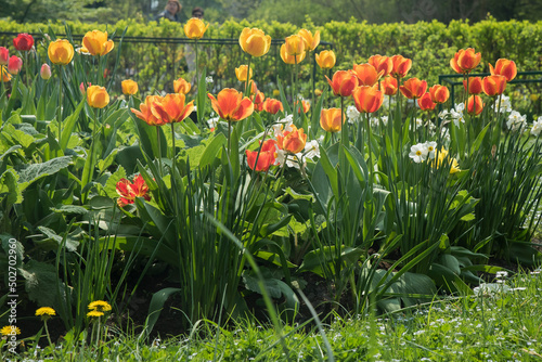 grządka tulipanów w słońcu