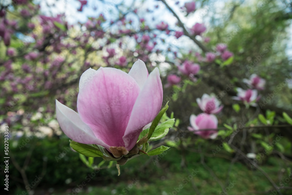 drzewo kwitnącej magnolii wiosną - obrazy, fototapety, plakaty 