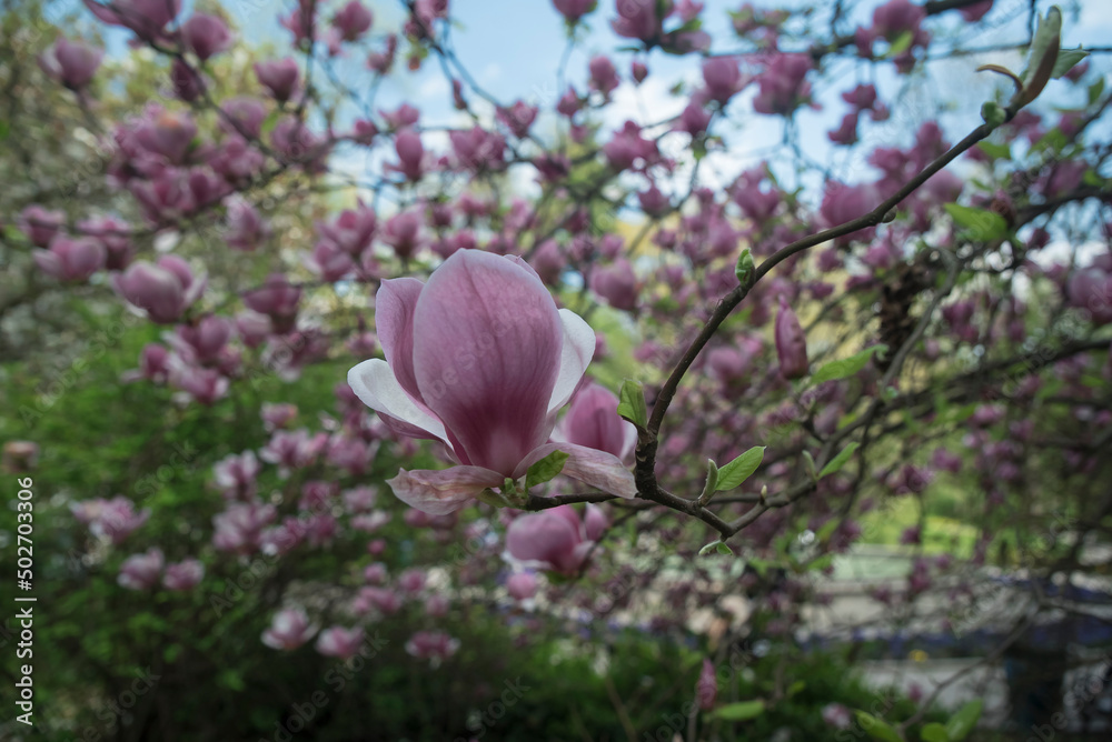 kwitnące drzewo magnolii - obrazy, fototapety, plakaty 