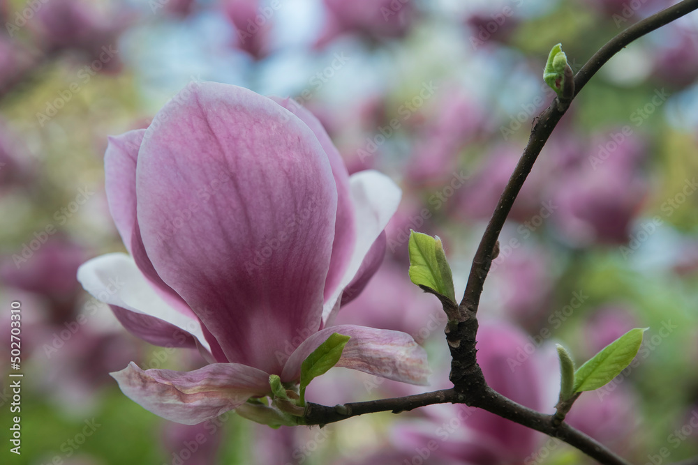 kwitnąca wiosną magnolia - obrazy, fototapety, plakaty 