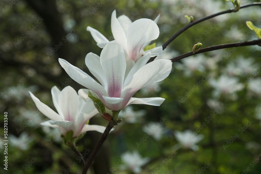 Fototapeta premium kwitnąca magnolia