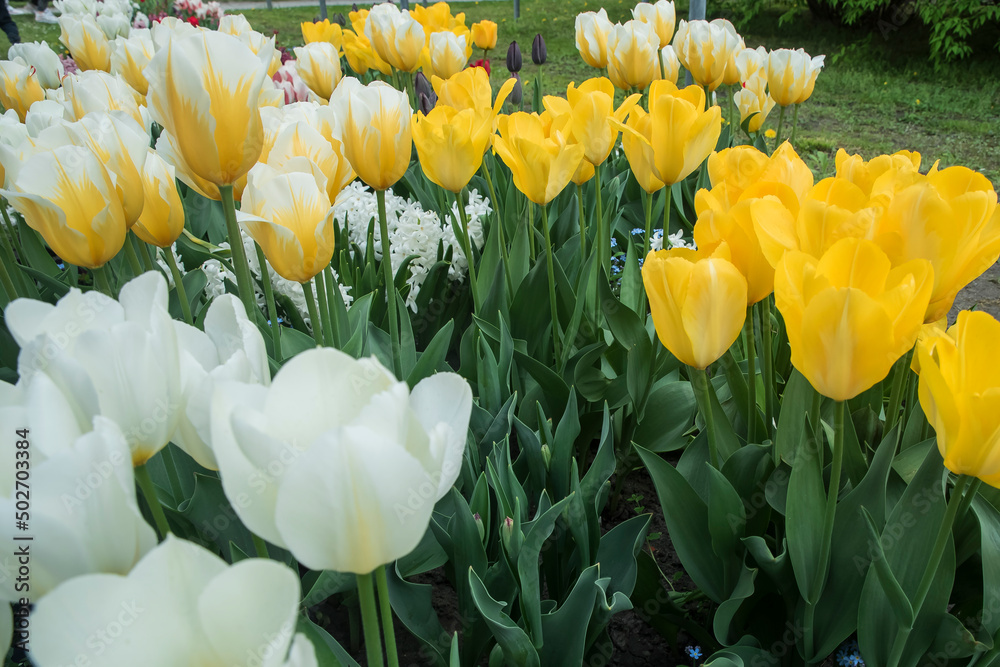 Fototapeta premium ogródek pełen tulipanów