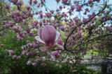 kwitnące drzewo magnolii