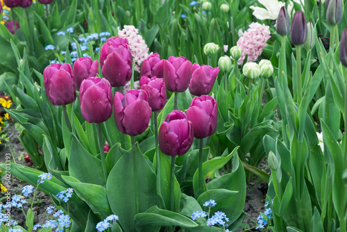 grządka kwitnących tulipanów, hiacyntów, niezapominajek