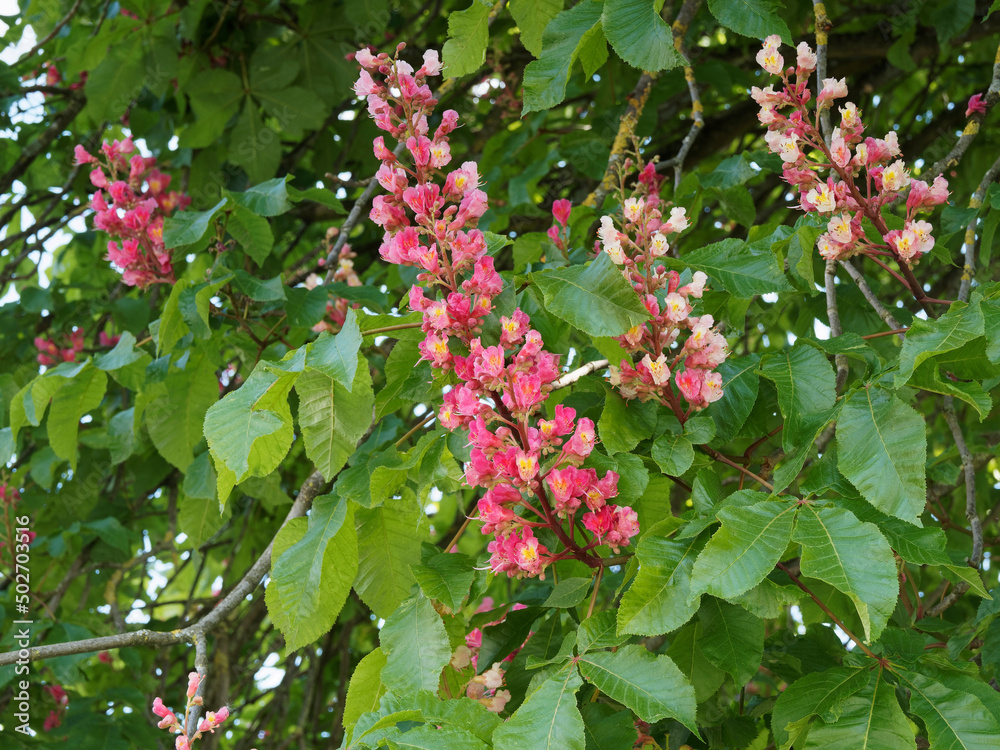 (Aesculus carnea) Marronnier à inflorescence en panicules de fleurs ...