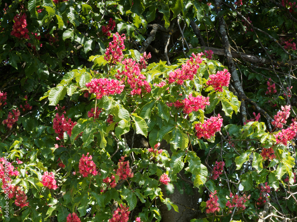 Aesculus carnea 'Briotii' | Marronnier à fleurs rouges et violacées ...
