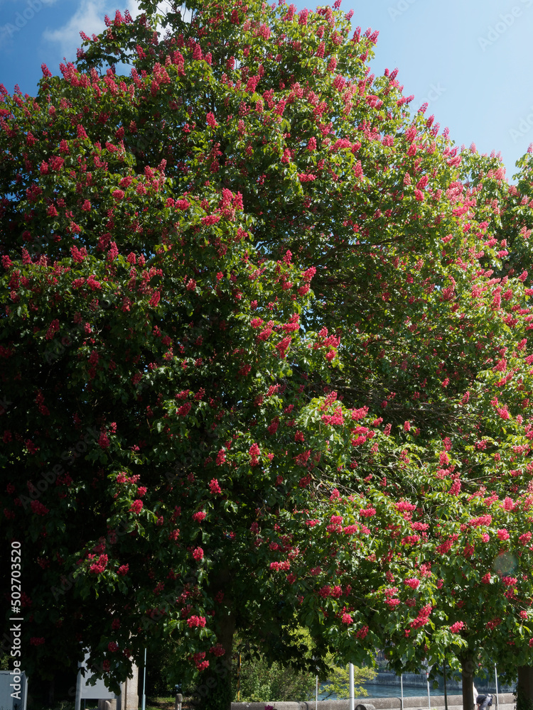 Aesculus carnea ou marronnier rouge, magnifique arbre d'ornement et d'ombrage à floraison en panicules rouge clair teintée de violet et macules oranges, feuillage vert foncé 