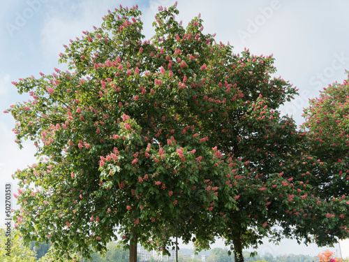 Aesculus carnea ou marronnier rouge, magnifique arbre d'ornement et d'ombrage à floraison en panicules rouge clair teintée de violet et macules oranges, feuillage vert foncé  photo