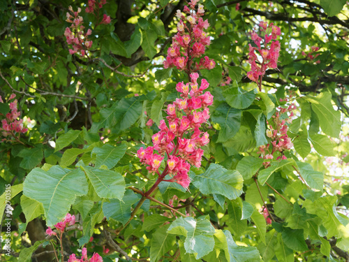 Aesculus carnea 'Briotii' | Marronnier à fleurs rouges et violacées maculées jaune orangé au feuillage palmé à folioles gaufrées vert foncé