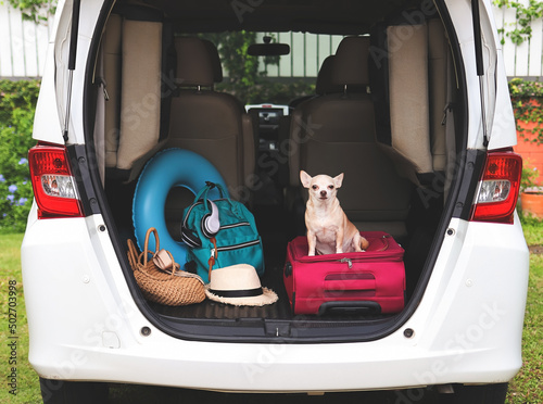 brown short hair chihuahua dog  sitting  with travel accessories in car trunk. Travel concept.