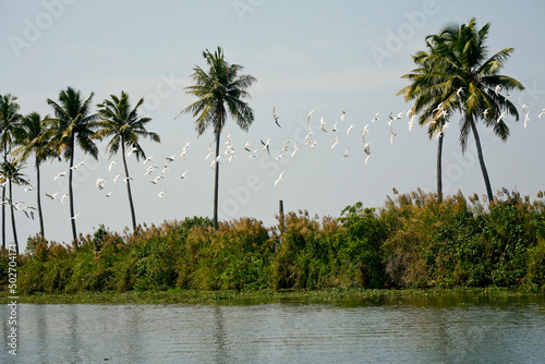 backwaters in alleppey, kerala photo