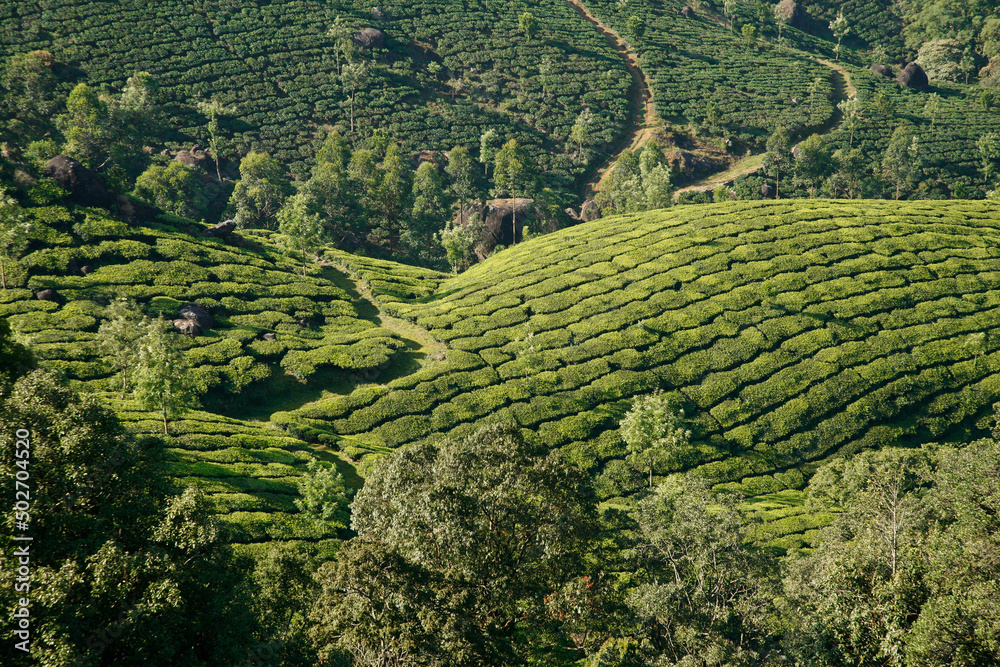 Munnar, Kerala, South India