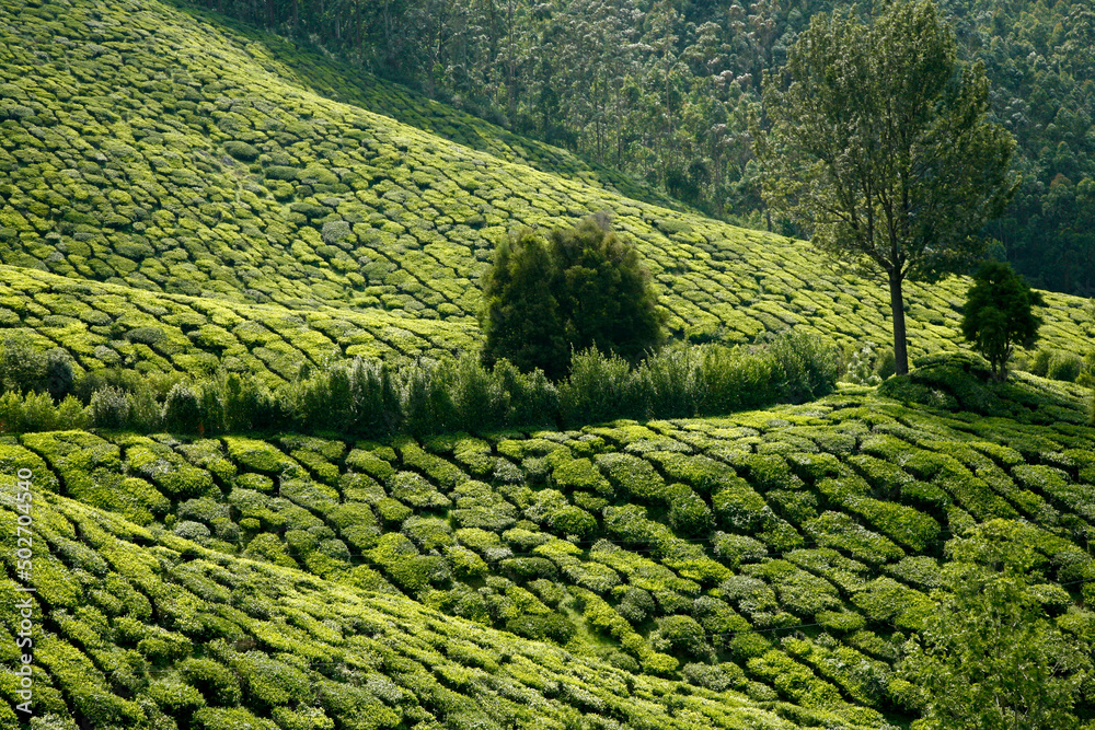 Coltivazione del te, panorama. Munnar, Kerala, India del sud