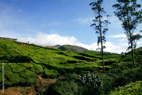 Munnar, Kerala, South India photo