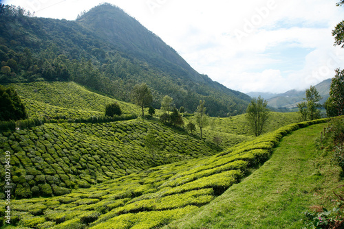Coltivazione del te, panorama. Munnar, Kerala, India del sud