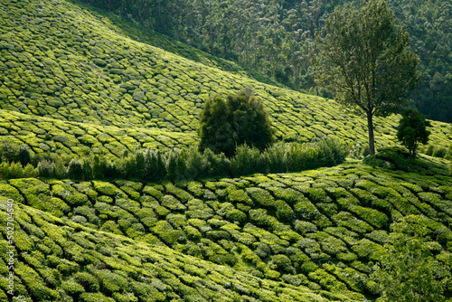 Coltivazione del te  panorama. Munnar  Kerala  India del sud