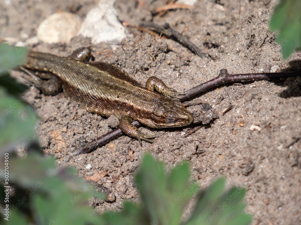 Viviparous lizard or common lizard (Zootoca vivipara) sunbathing in the brigth sun on the ground in the garden in spring. Detailed view of head and eye Viviparous lizard or common lizard (Zootoca vivipara) sunbathing in the brigth sun on the ground in the garden in spring. Detailed view of head and eye