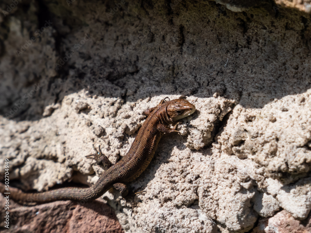 Young Viviparous lizard or common lizard (Zootoca vivipara) sunbathing in the brigth sun on the vertical rock wall in the garden in spring Young Viviparous lizard or common lizard (Zootoca vivipara) sunbathing in the brigth sun on the vertical rock wall in the garden in spring