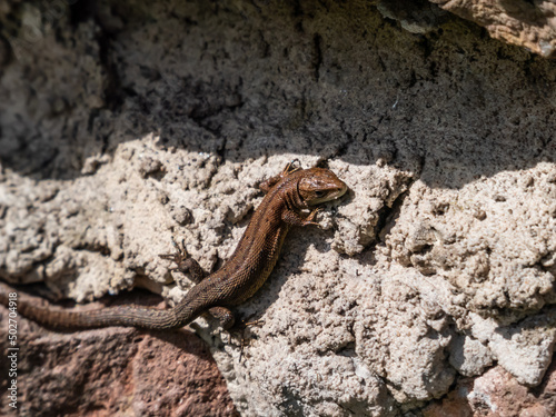 Young Viviparous lizard or common lizard (Zootoca vivipara) sunbathing in the brigth sun on the vertical rock wall in the garden in spring