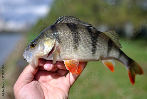 Fototapeta Naklejka Na Ścianę i Meble -  Spring fishing on the river, catch.