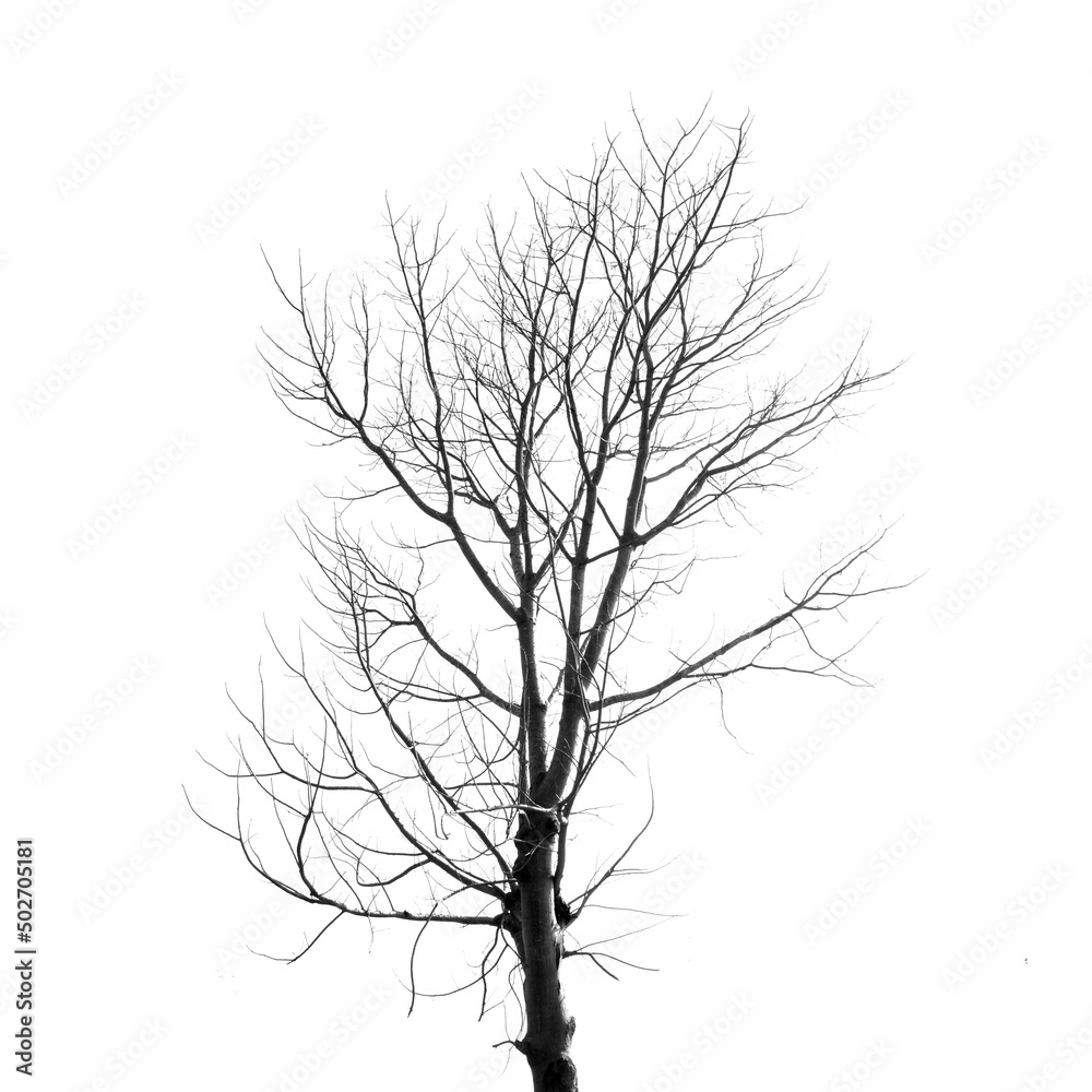 Dead Tree without Leaves on white