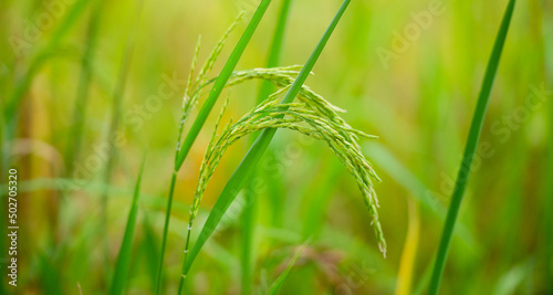 Rice plant, the head of rice that is producing food and flour. Green rice plants in the fields of farmers who grow rice for food and distribute.