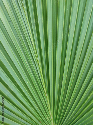 Green Umbrella palm-tree leaf