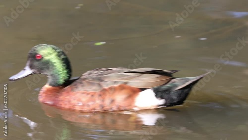 Beautiful Duck swimming in a pond in Parramatta park Sydney NSW Australia photo