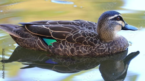 Beautiful Duck swimming in a pond in Parramatta park Sydney NSW Australia photo