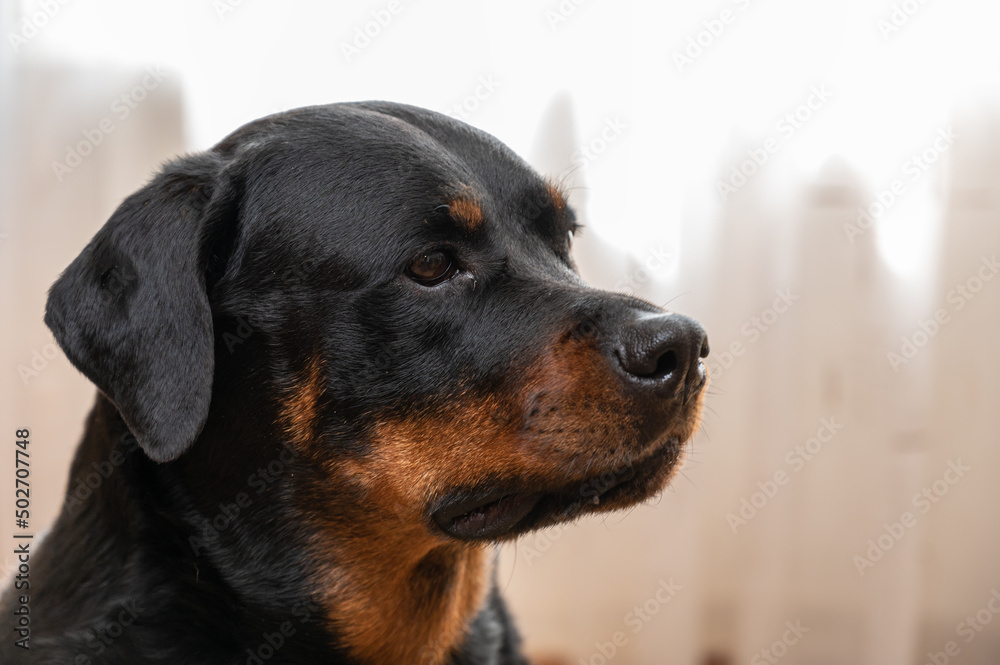 Portrait of a Rottweiler dog. Adult female sitting in front of a light background. Pets.