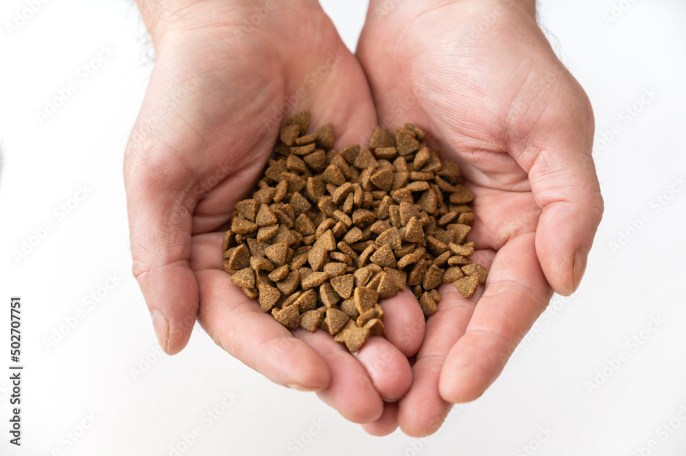 Pet food in open male palms against a white background. Adult Male holding dry cat food in his hands. Pet food in open male palms against a white background. Adult Male holding dry cat food in his hands.