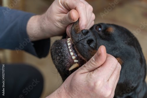 A man spoiling his big black dog. The owner pulls an adult male Rottweiler by the lip.