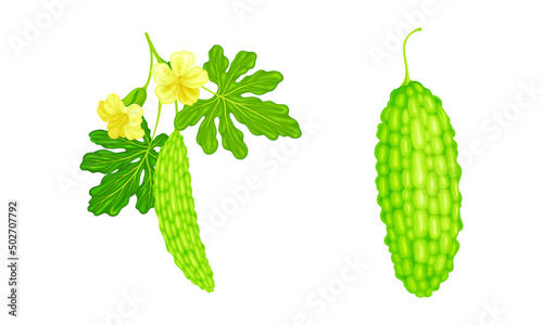 Momordica green exotic fruit set. Bitter melon tropical edible fruit vector illustration