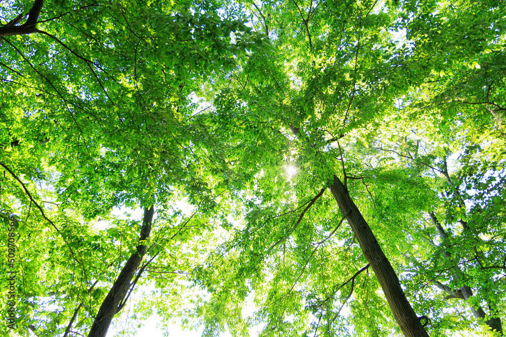 Naklejka premium 木漏れ日の森林浴