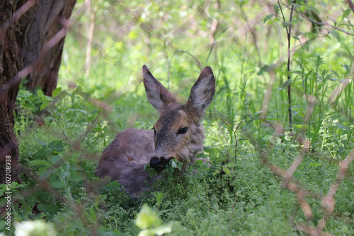 Fototapeta Naklejka Na Ścianę i Meble -  little wild deer behind the fence