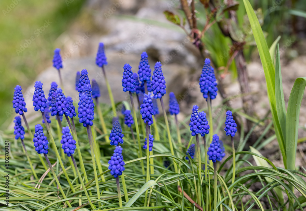 Grape Hyacinth Muscari Armeniacum Flowering In Early Spring. Grape Hyacinth Muscari Armeniacum Flowering In Early Spring.