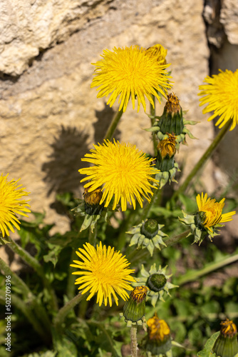 Close up of beautiful yellow dandelion flowers