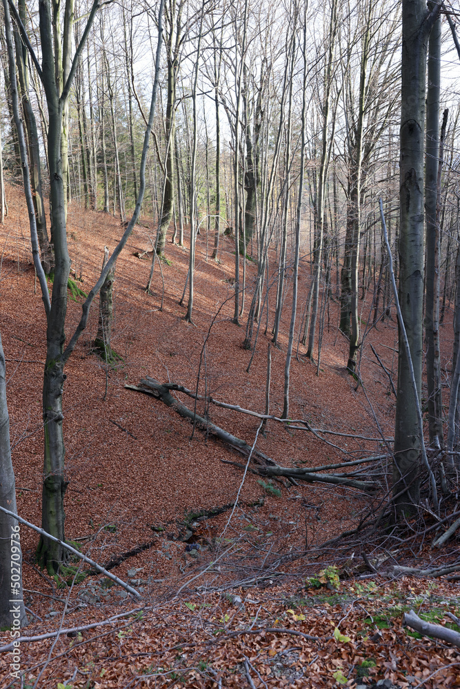 Obraz premium silver-beech tree trunks against the dry leaves