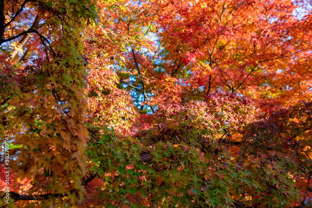 京都の東福寺で見た、朝日を浴びて輝く色鮮やかな紅葉の木々