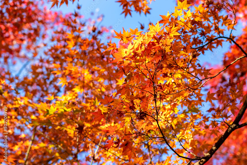 京都の東福寺で見た、朝日を浴びて輝く色鮮やかな紅葉の木々と青空