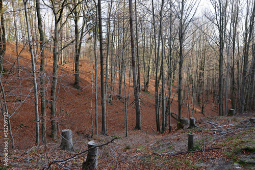 silver-beech tree trunks against the dry leaves