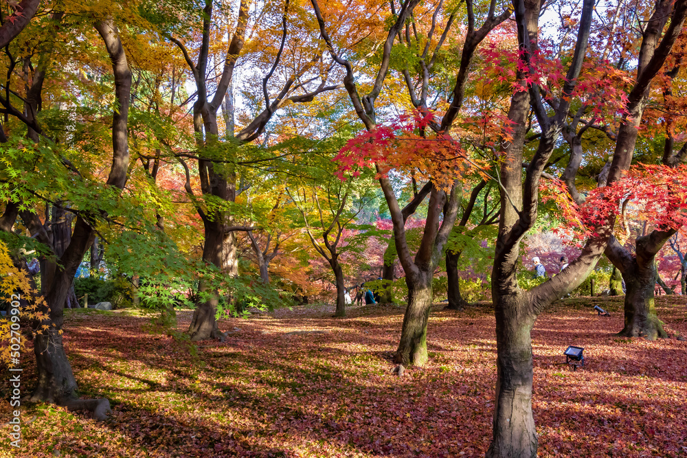 京都の東福寺で見た、色鮮やかな紅葉の木々と落ち紅葉