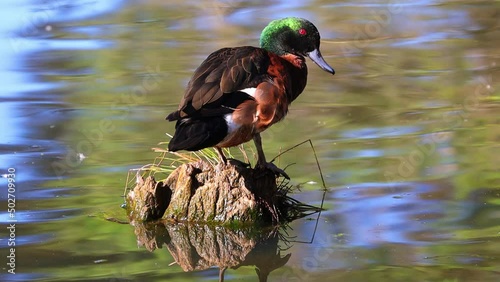 Beautiful Duck swimming in a pond in Parramatta park Sydney NSW Australia photo