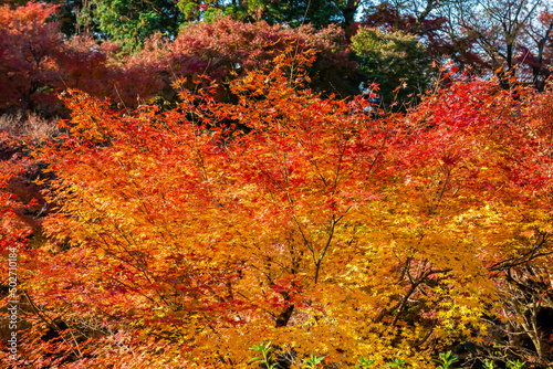 秋の京都・東福寺で見た、赤やオレンジ色の鮮やかな紅葉