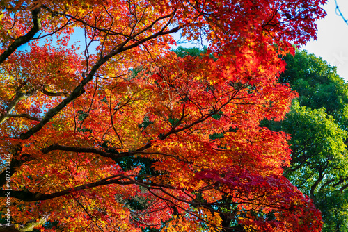 秋の京都・東福寺で見た、赤やオレンジの紅葉と快晴の青空